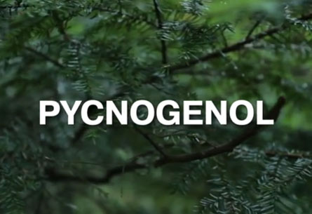 Pycnogenol